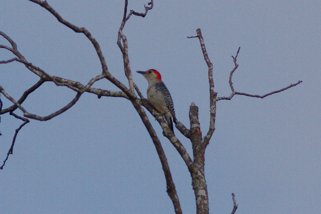 Red-bellied Woodpecker 2013-10-12.jpg